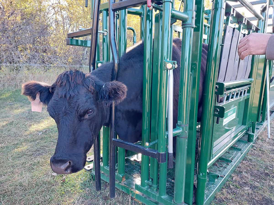 Top view of portable alley and Cattle Squeeze Chute setup in working pen environment