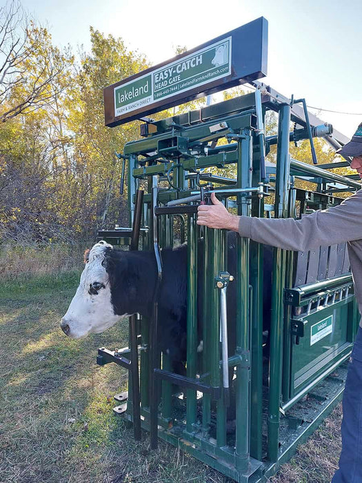 Rancher operating the Easy Catch Cattle Squeeze Chute for efficient livestock control