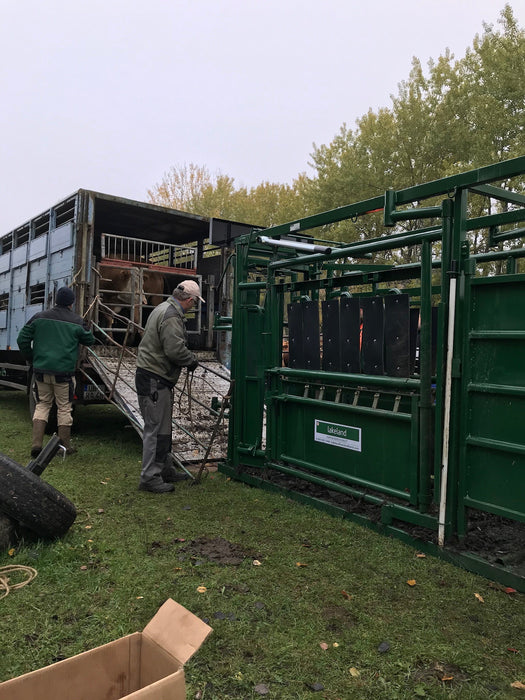 Heavy-duty steel Cattle Squeeze Chute integrated with adjustable alley and crowding tub