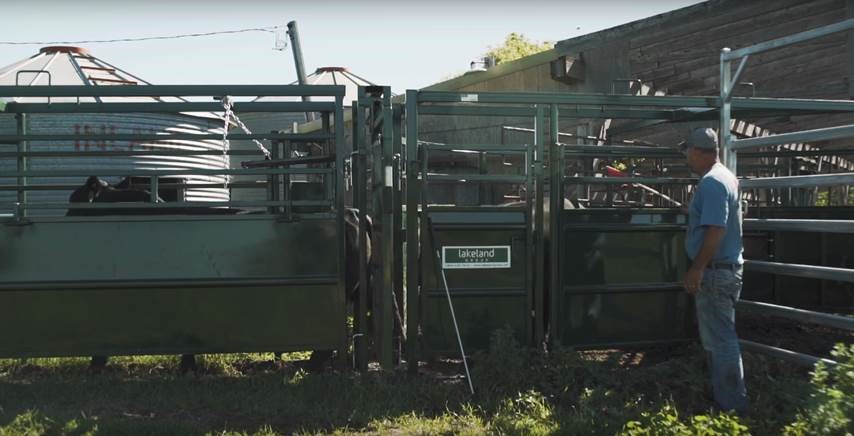 Heavy-duty Premium C-Series Adjustable Cattle Alley engineered for durability, safety, and easy operation