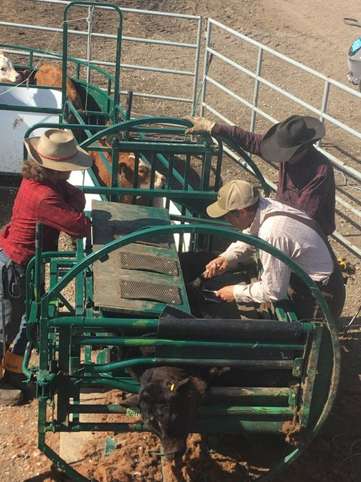 Compact and portable Lakeland Calf Table suitable for small or large herd operations