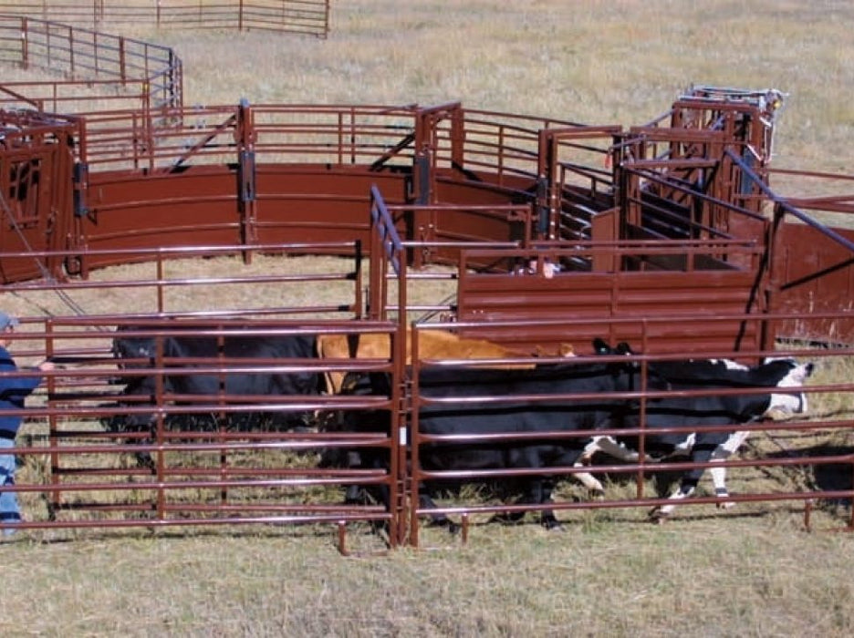 Side view of HiQual Crowding Alley showing curved, smooth panels designed to improve cattle flow and safety.
