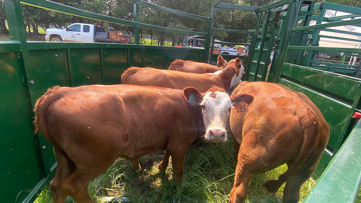 Top view of Premium C-Series Cattle Crowding Tub showing curved panels and sturdy construction