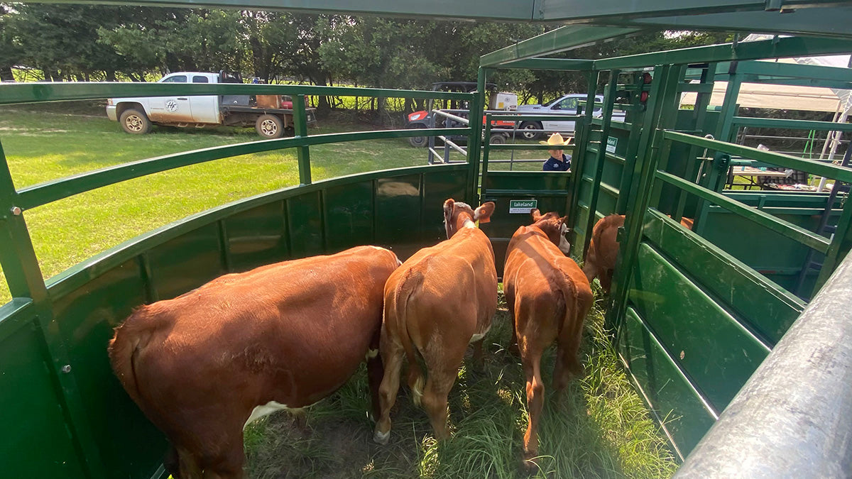 Farmer guiding livestock through Lakeland’s Cattle Crowding Tub for low-stress cattle handling