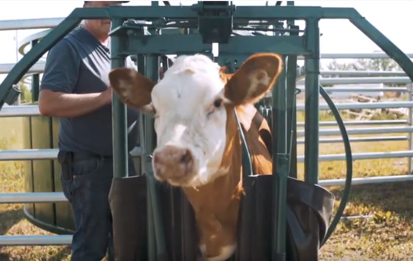 Heavy-duty Premium C-Series Calf Table engineered for safe calf handling and operator comfort