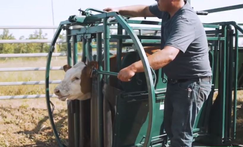 Calf secured inside Premium C-Series Calf Table during branding and vaccination