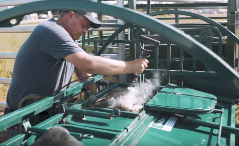 Lakeland Calf Table in upright position ready for calf loading and restraint