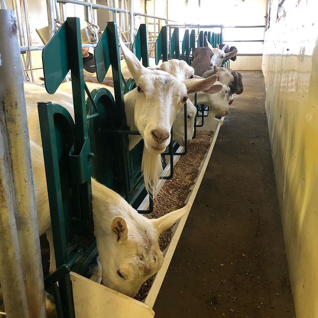 Self-Locking Head Rail for Parlors | Goat & Sheep Handling