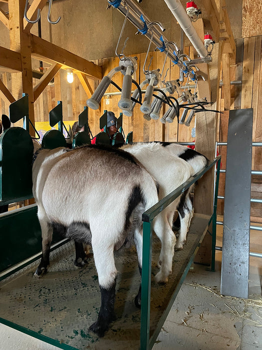 Portable Goat Milking Stand with Non-Slip Platform for Safe and Efficient Use