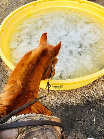 Livestock drinking from Sioux Steel Round Poly Tank built to withstand tough outdoor conditions on farms and ranches.