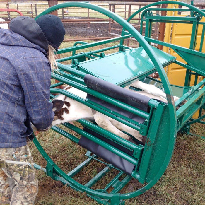 Rugged Calf Table by Lakeland built to reduce stress and ensure calf safety during handling