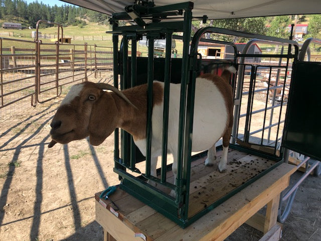 Durable Steel Sheep Headgate Designed for Secure Restraint and Easy Operation