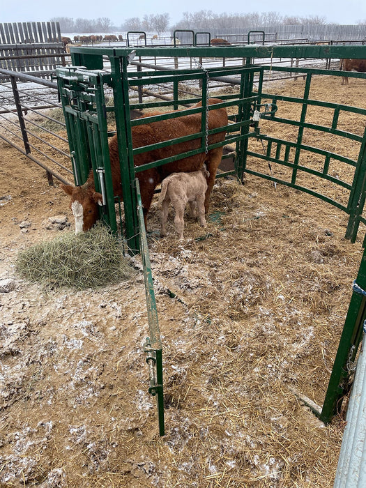 Cow restrained safely in Lakeland Calving Pens for calving assistance or examination
