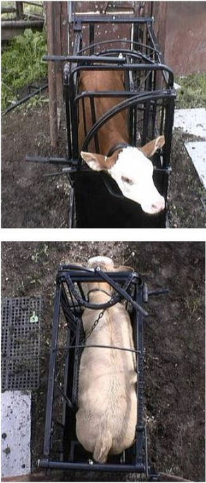 Heavy-duty Lakeland calf chute with anti-slip flooring and ergonomic controls
