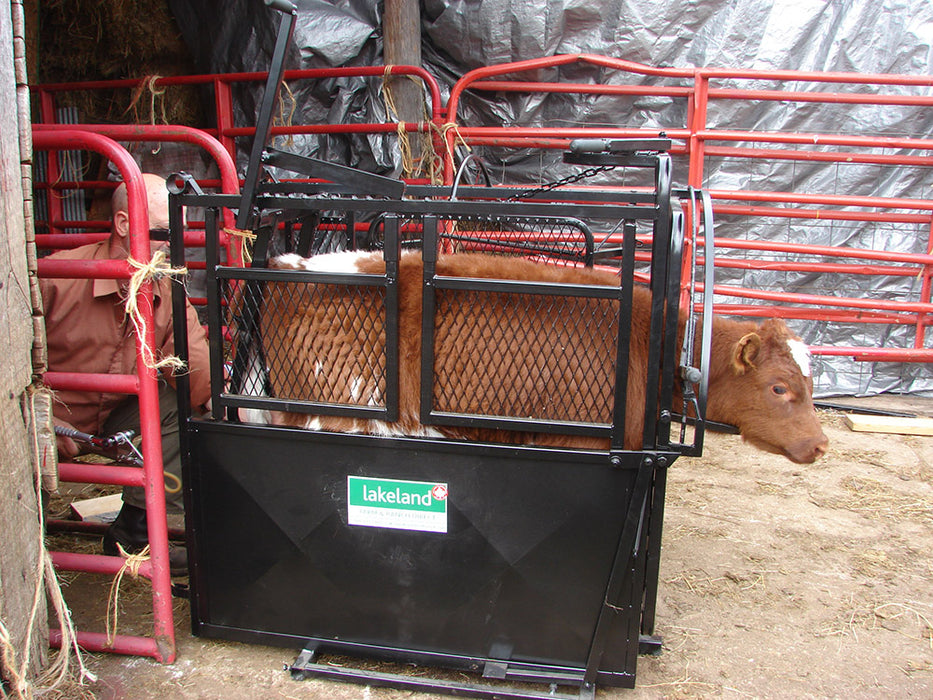 Large calf chute setup in farm environment – strong, adjustable design for secure handling