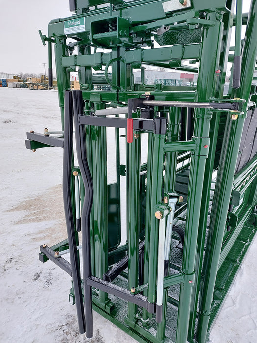 Cattle safely restrained in Lakeland Easy Catch Cattle Squeeze Chute during handling process