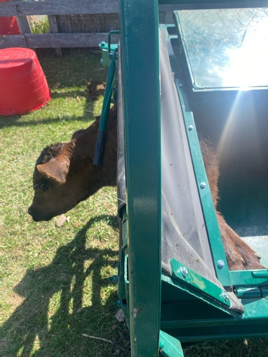 Premium C-Series Calf Table tilted for calf examination and medical care