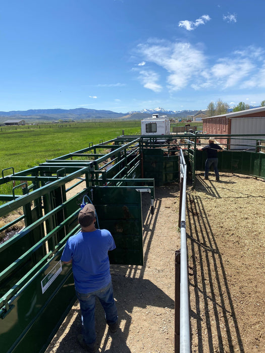 Lakeland Adjustable Cattle Alley built for long-term durability and flexibility in cattle management setups