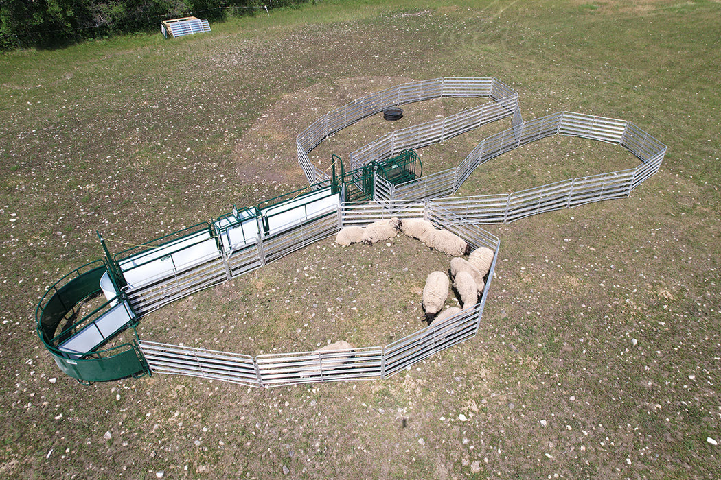 Heavy-Duty Sheep Handling System with Scale and Sorting Gates for Accurate Animal Control