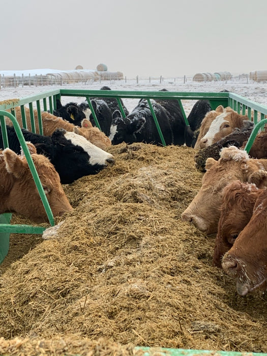 Lakeland TMR Cattle Feeder Wagon – professional feeding solution for consistent nutrition and minimal waste