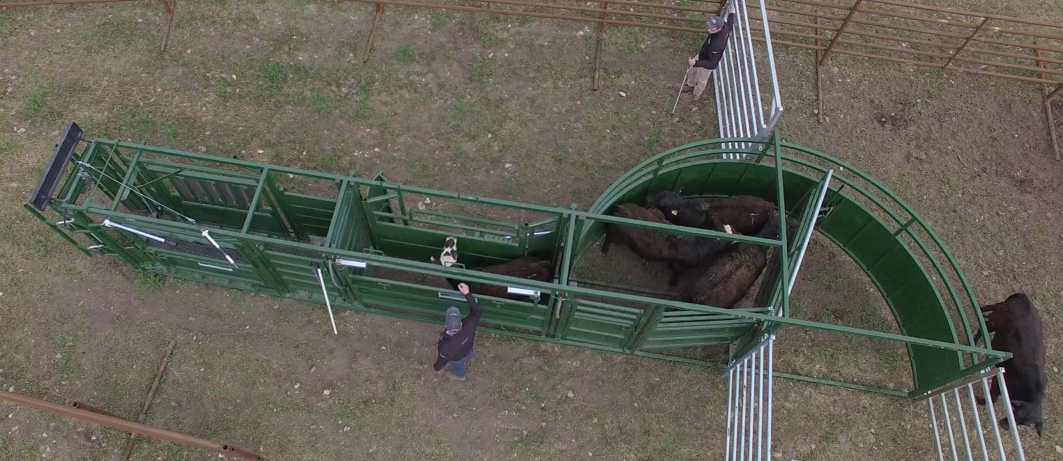 Portable Cattle Squeeze Chute and alley setup for mobile livestock handling operations