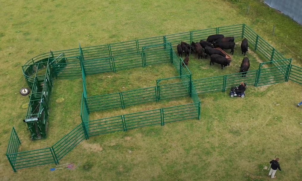 Steel-framed Cattle Squeeze Chute engineered for reliability and comfort during cattle handling