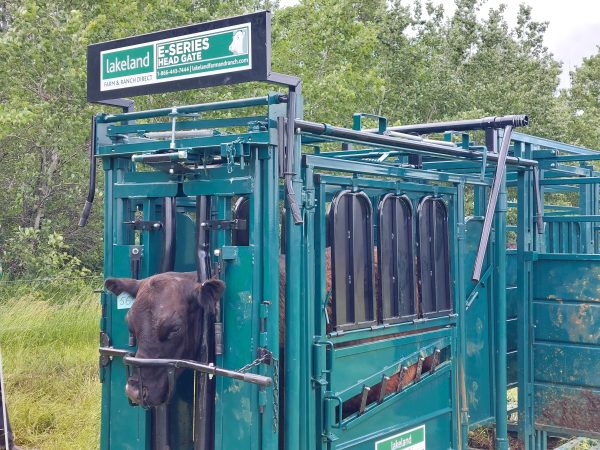 Portable Cattle Handling System by Lakeland – E-Series design for easy transport and safe cattle control