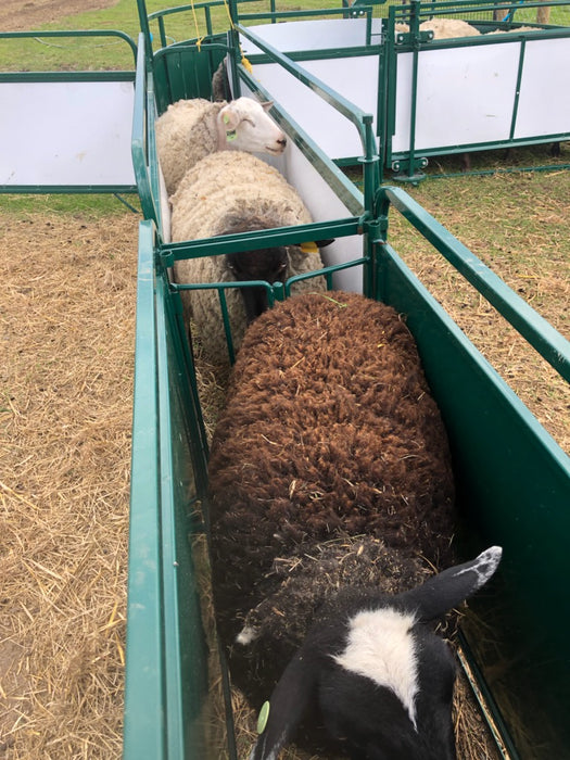 Efficient Sheep Headgate by Lakeland for Smooth Entry and Secure Handling