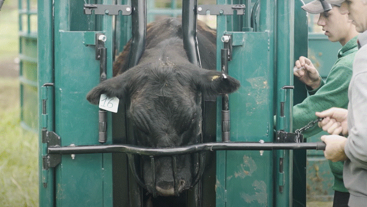 Durable steel cattle squeeze chute with anti-slip flooring and ergonomic design for livestock comfort and safety