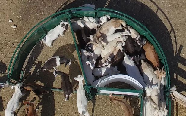 Crowding Tub for Sheep & Goats | Smooth Sweep System