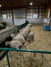 Goat Fence Line Feeder with Stable Base for Secure Feeding Setup