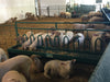 Durable Steel Sheep Fence Line Feeder with Tombstone Bunk Design by Lakeland