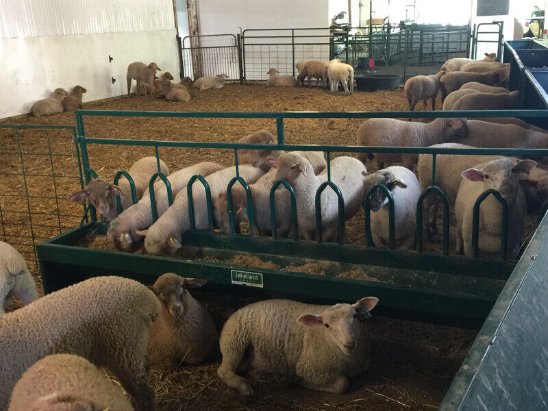 Durable Steel Sheep Fence Line Feeder with Tombstone Bunk Design by Lakeland