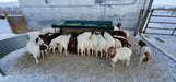 Efficient 8ft Sheep Round Bale Feeder with Tombstone Openings for Controlled Feeding