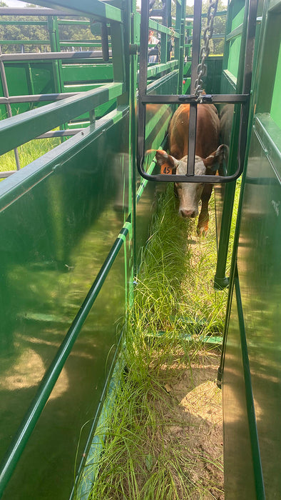 Extended 17ft Adjustable Cattle Alley by Lakeland designed for smooth, stress-free livestock movement