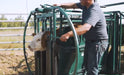 Calf secured inside Premium C-Series Calf Table during branding and vaccination