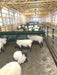 Practical Sheep Hay Feeder for goats and sheep with easy front access