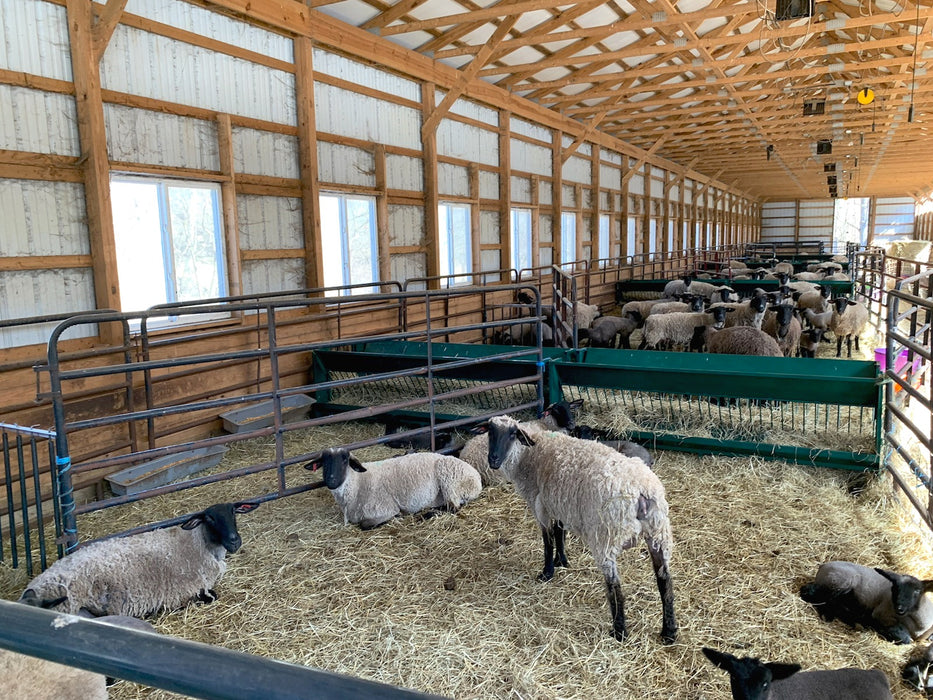Walk-through metal Sheep Hay Feeder ideal for feeding multiple animals efficiently