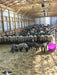 High-quality Sheep Hay Feeder built for long-lasting farm use and reduced waste
