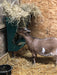 Durable wall-mounted Sheep Hay Feeder designed for sheep and goats