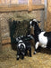 Compact Hanging Sheep Hay Feeder ideal for saving space in livestock pens and shelters