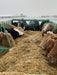 Lakeland TMR Cattle Feeder Wagon – professional feeding solution for consistent nutrition and minimal waste