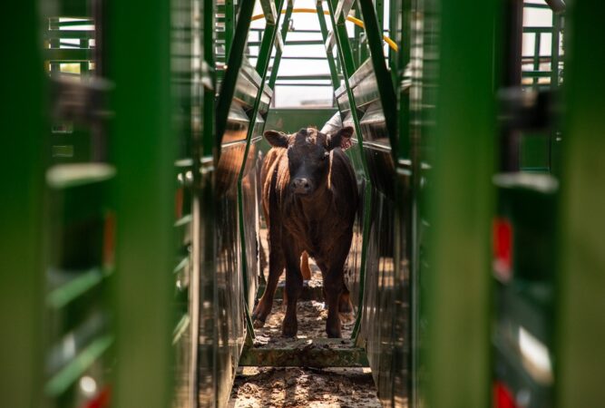 Easy Flow Elite Adjustable Cattle Alley