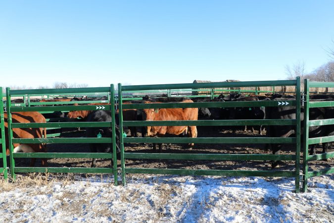 Cattle Corral Panels