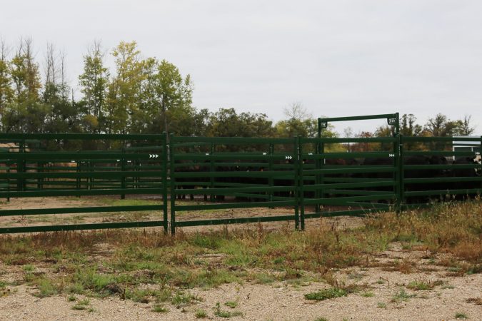 Cattle Corral Panels