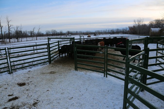 Cattle Corral Panels