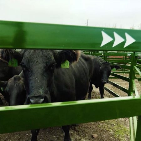 Cattle Corral Panels