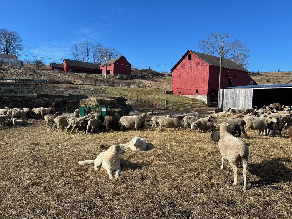 Weather-resistant Sheep Hay Feeder with deep pan for clean and easy access to hay