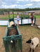 Reliable Sheep Headgate Built for Comfort, Safety, and Long-Term Durability