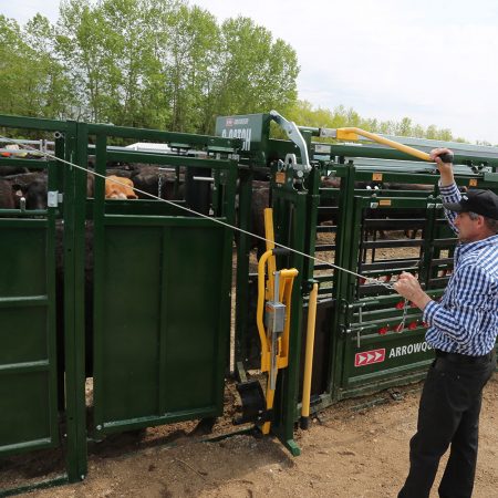 Cattle Sorting Alley